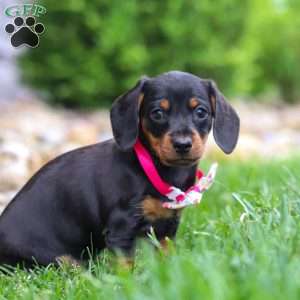 Amelia, Dachshund Puppy